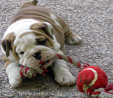 English bulldog puppies
